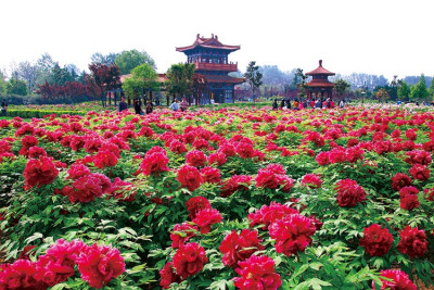 Цветы оптом из Китая