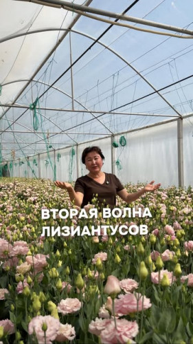 Оптовый инстаграм 0