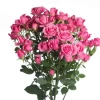 Розы кустовые