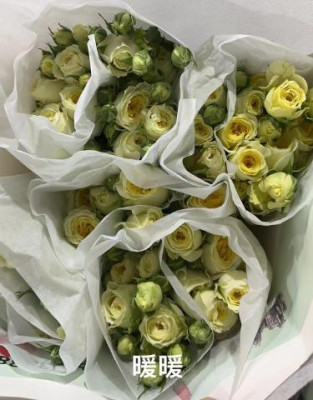 Розы кустовые Amoy