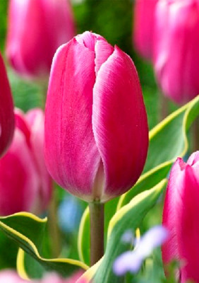 Тюльпаны Andorra