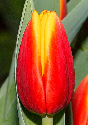 Тюльпаны Andre Citroen