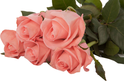 Одноголовые розы Annakarina