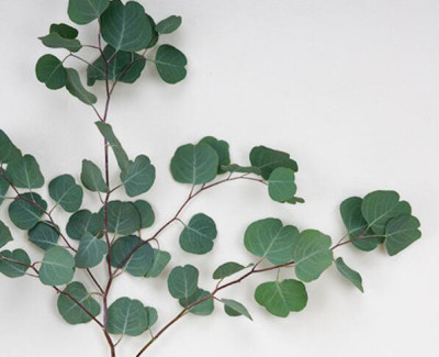 Эвкалипт Apple leaf