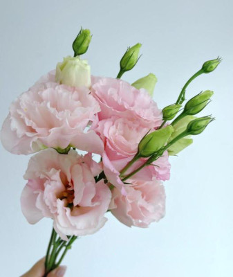 Эустома Apricot pink