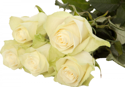 Одноголовые розы Athena