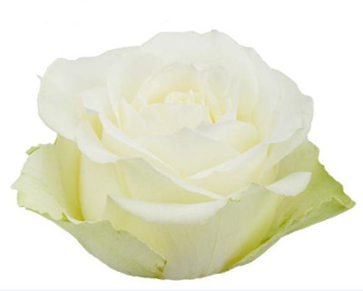 Одноголовые розы Avalanche (White)