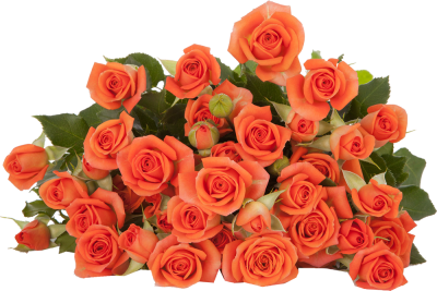 Розы кустовые Babe