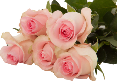 Одноголовые розы Baby Love