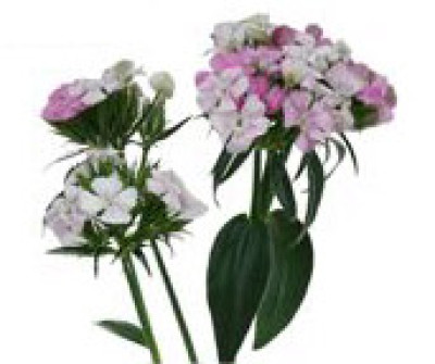 Барбатус Барбатус pink