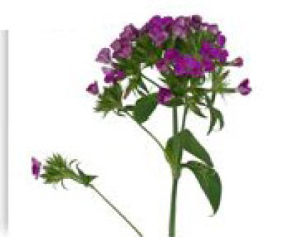 Барбатус Барбатус purple