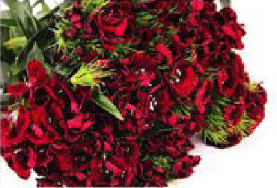 Барбатус Барбатус red