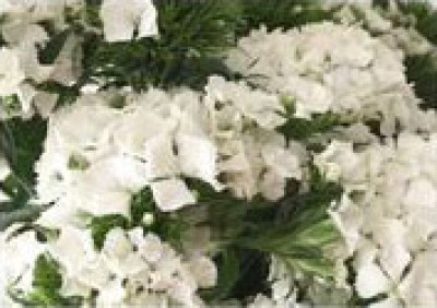 Барбатус Барбатус white