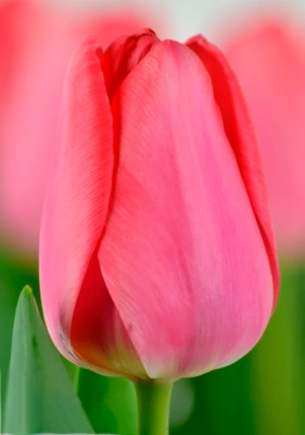 Тюльпаны Barre Alta