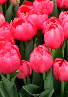 Тюльпаны Belgravia