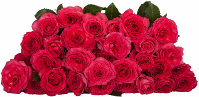 Розы кустовые Bellalinda Cerise