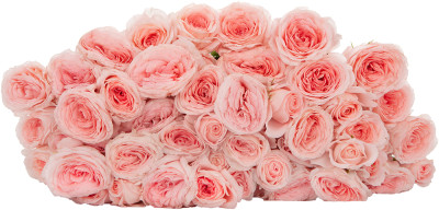 Розы кустовые Bellalinda Kiss