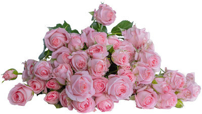 Розы кустовые Bellalinda Pink