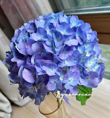Гортензия Blue purple