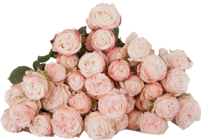 Розы кустовые Bombastic