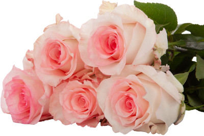 Одноголовые розы Boulevard