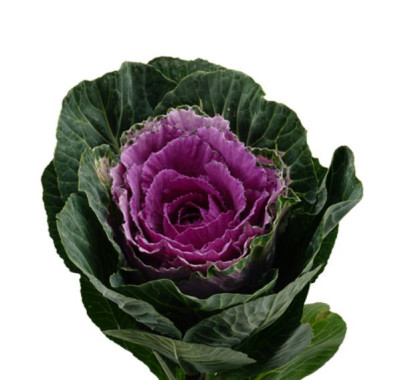 Цветы в ассортименте Brassica Purple