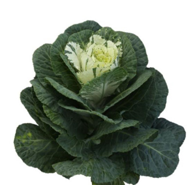 Цветы в ассортименте Brassica White
