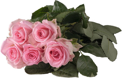 Одноголовые розы Brook