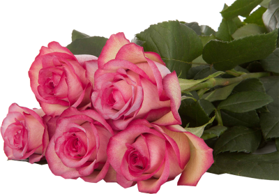 Одноголовые розы Carousel