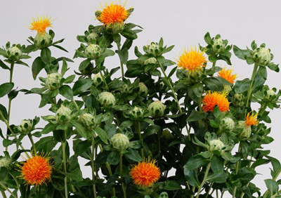 Цветы в ассортименте Carthamus Tinctorius