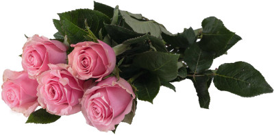 Одноголовые розы Celeb