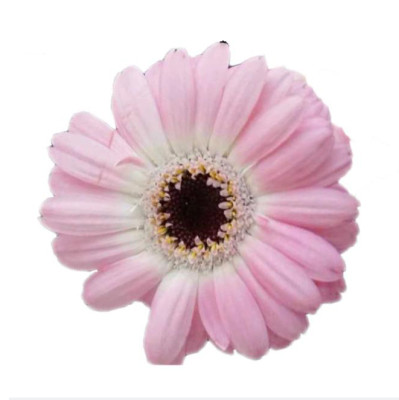 Гербера Cherish