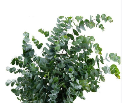 Эвкалипт Cinerea