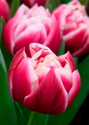 Тюльпаны Colubus