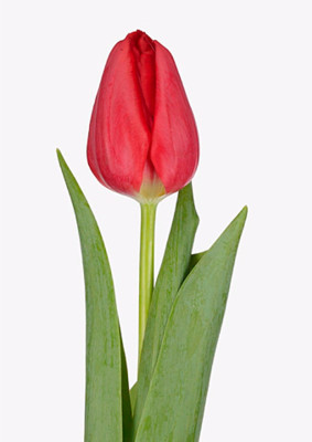 Тюльпаны Corendon