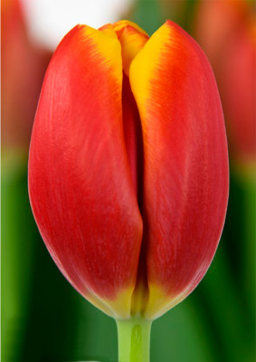 Тюльпаны Countdown