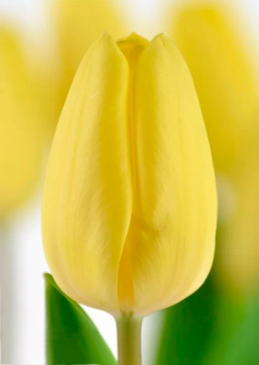 Тюльпаны Creme Faiche