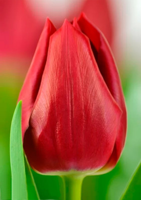 Тюльпаны Curry