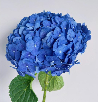 Гортензия Dark blue