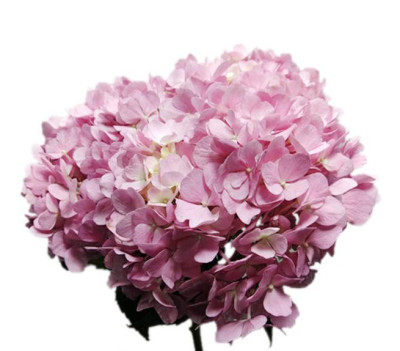 Гортензия Dark pink