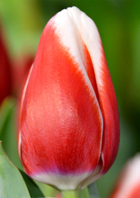 Тюльпаны De Dijk