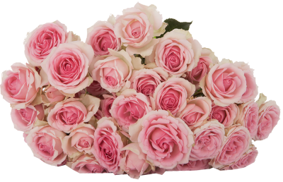 Розы кустовые Dinara