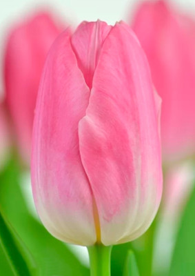 Тюльпаны Dynasty