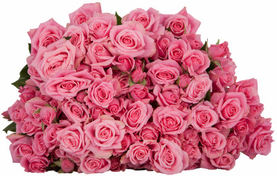 Розы кустовые Eileen