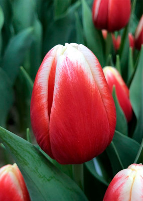 Тюльпаны Energy4all