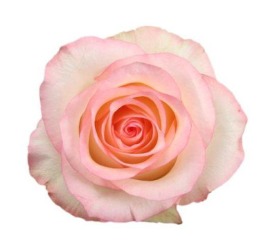 Одноголовые розы Essar