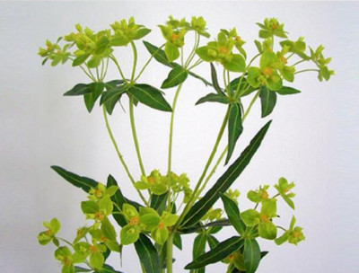 Цветы в ассортименте Euphorbia Formosana
