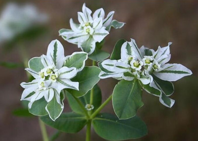 Цветы в ассортименте Euphorbia Marginata