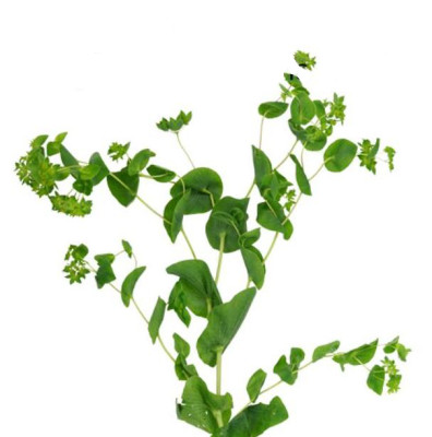 Цветы в ассортименте Euphorbia Palustris