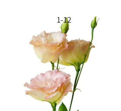 Эустома Eustoma champ